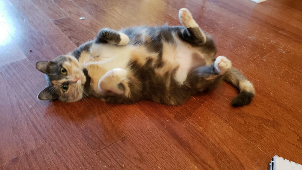 Enlarge ButterBean, a Adoptable Dilute Calico in Atlanta, GA image 2/10