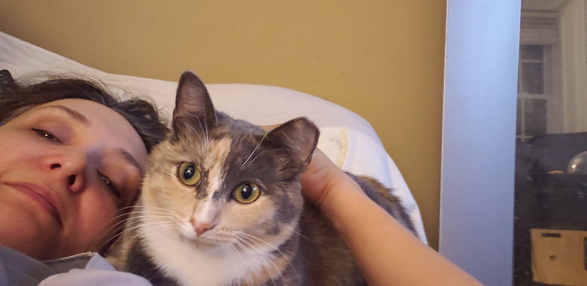 Enlarge ButterBean, a Adoptable Dilute Calico in Atlanta, GA image 4/10