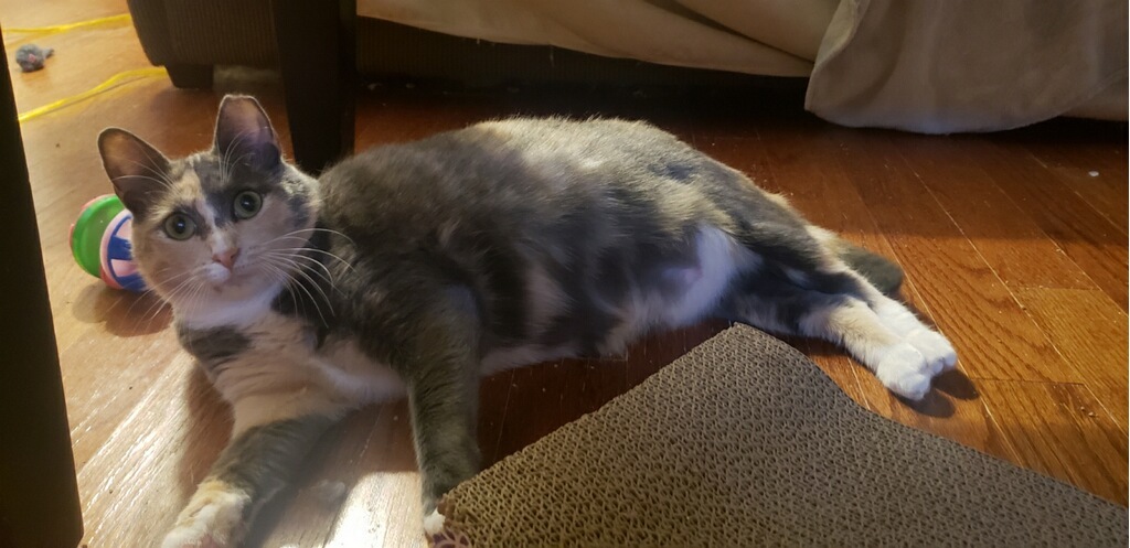 Enlarge ButterBean, a Adoptable Dilute Calico in Atlanta, GA image 5/10