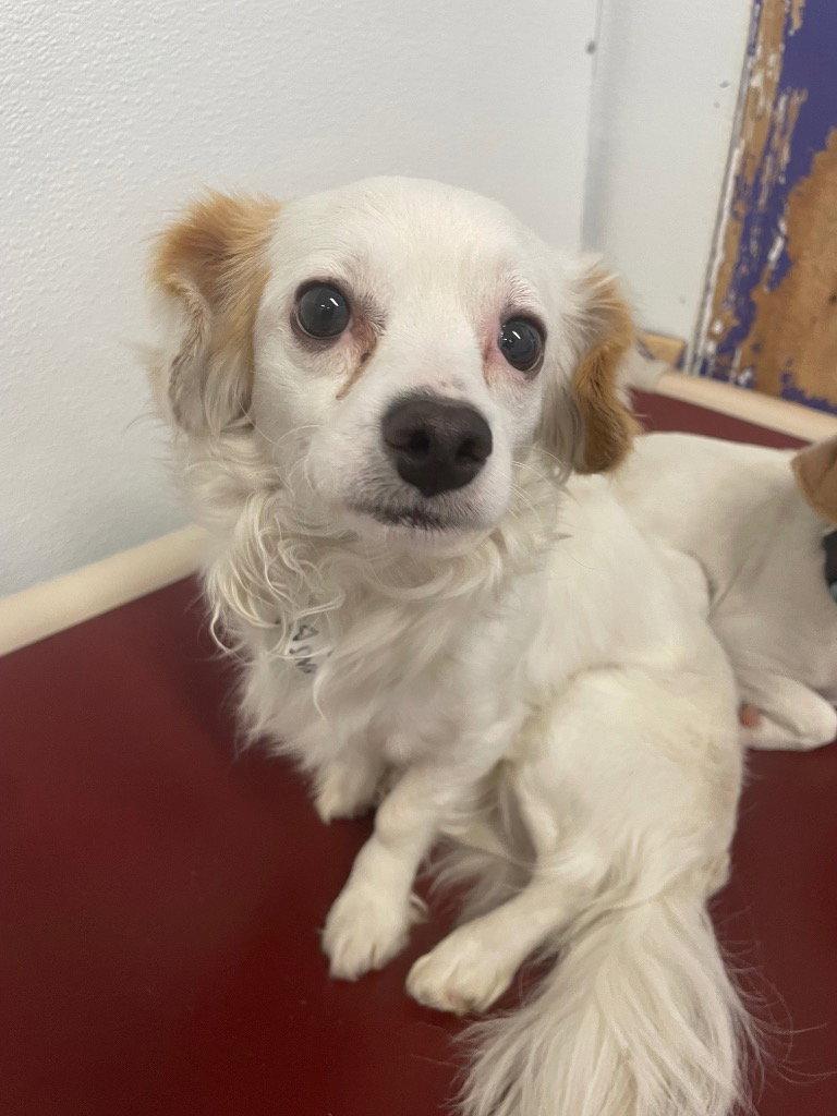 Willie / Hank, Adoptable, Adult Male Chihuahua.