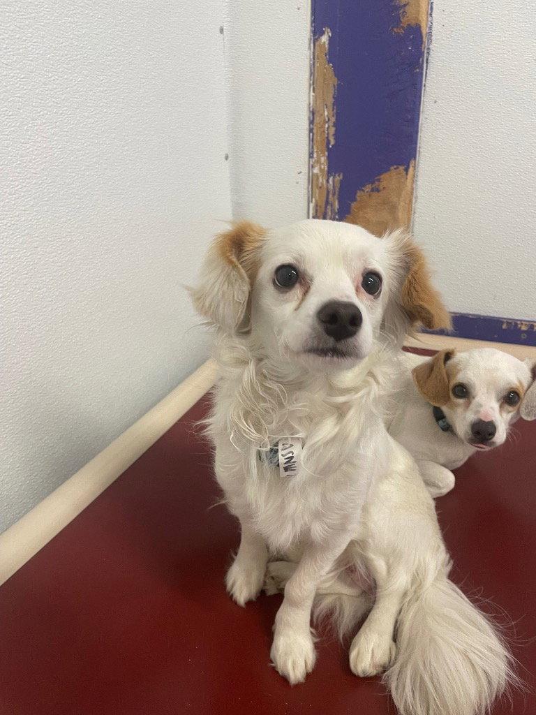 Enlarge Willie / Hank, a Adoptable Chihuahua in Saint George, UT image 2/3