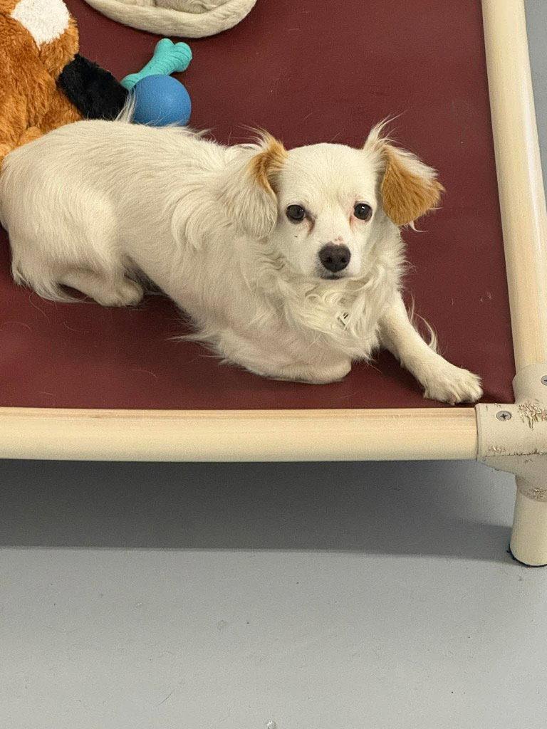 Enlarge Willie / Hank, a Adoptable Chihuahua in Saint George, UT image 3/3