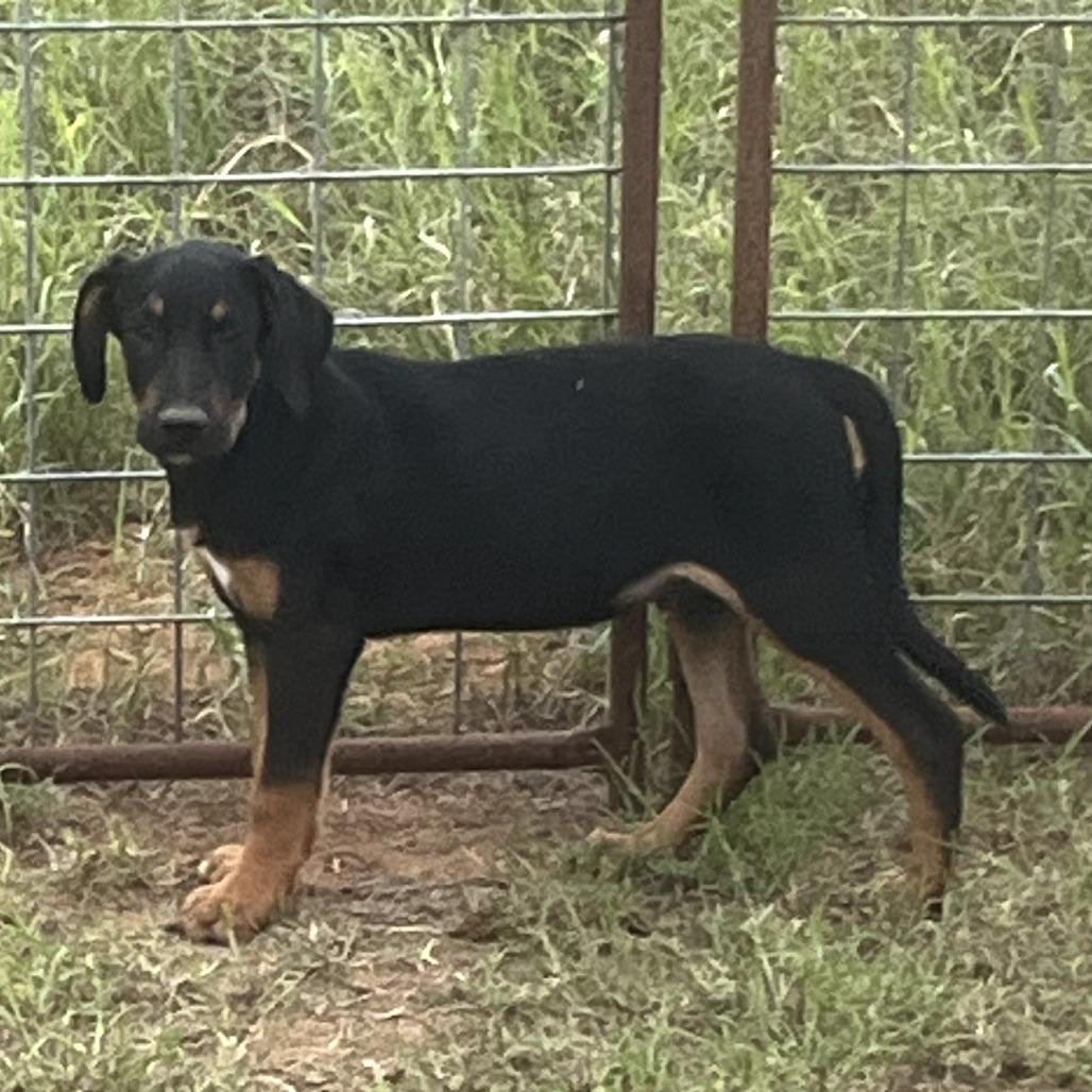 Austin, Adoptable, Puppy Male Retriever & Hound.