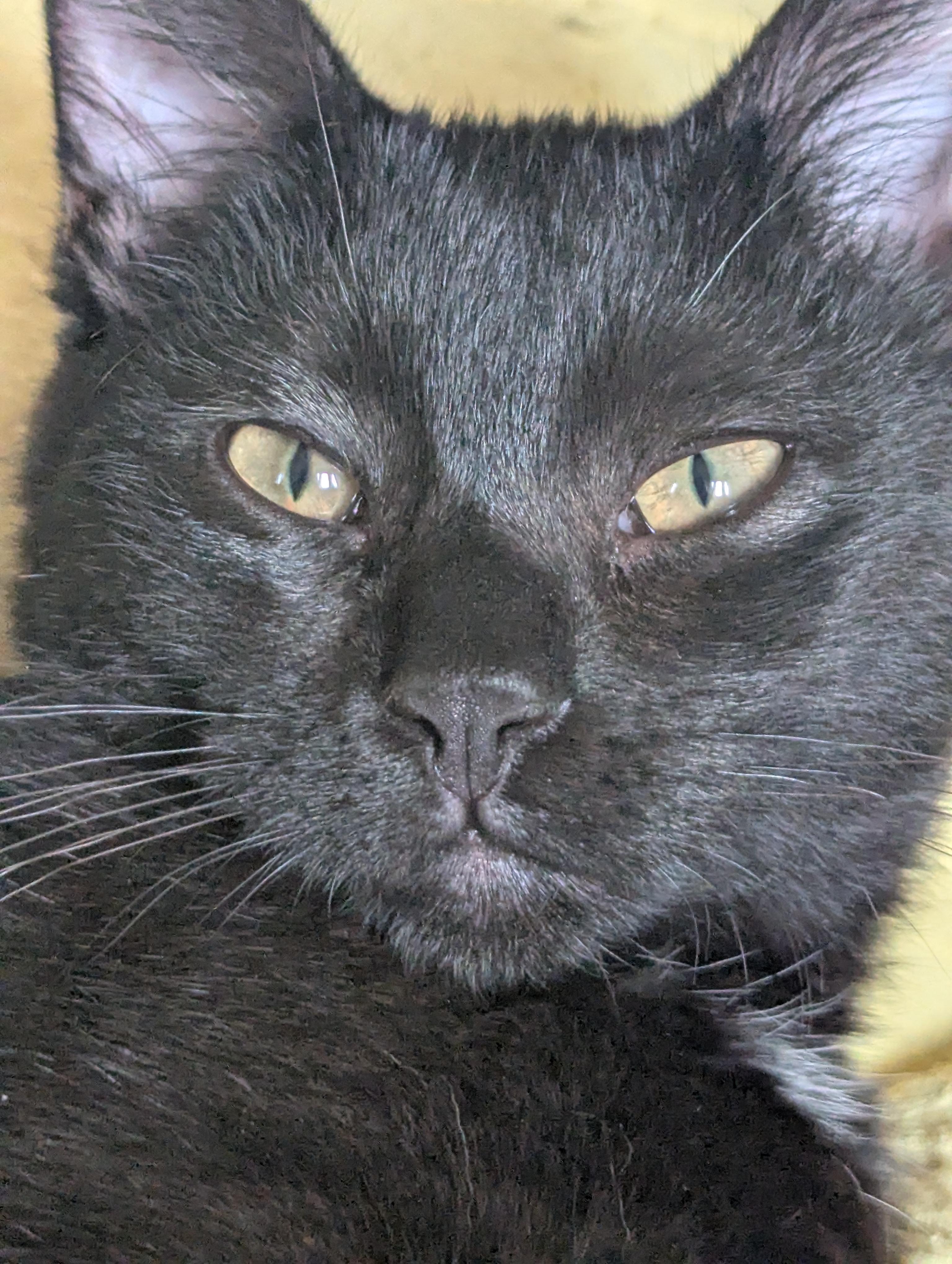Enlarge Thor, a Adoptable Domestic Short Hair in Sterling Heights, MI image 1/1