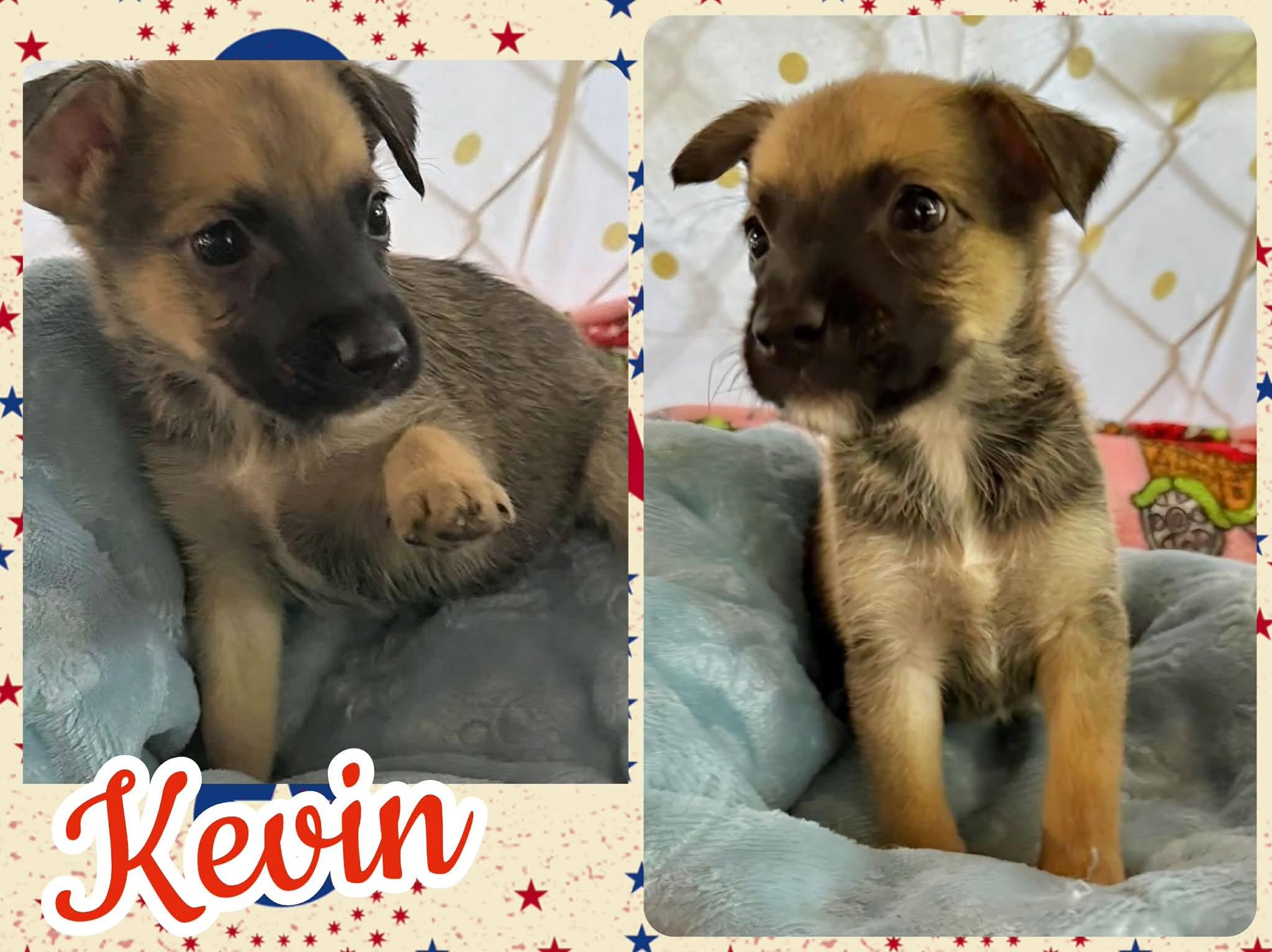 Kevin, a ADOPTABLE mixed breed in Ringwood, NJ image 2/2