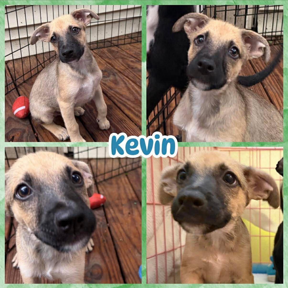 Kevin, ADOPTABLE, Puppy Male Beagle & Chihuahua.