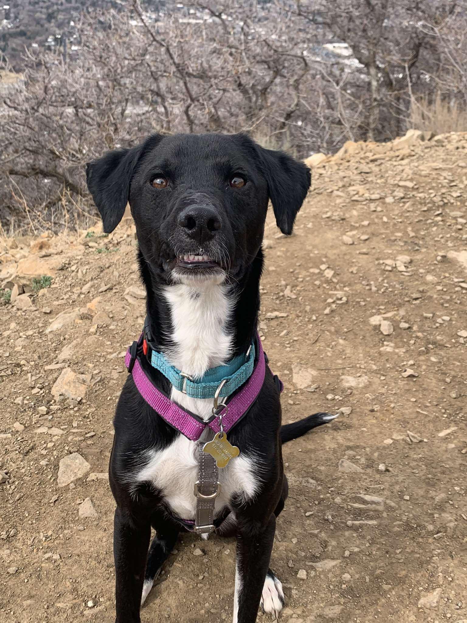 Enlarge Parley, a Adopted Labrador Retriever in Salt Lake City, UT image 1/3