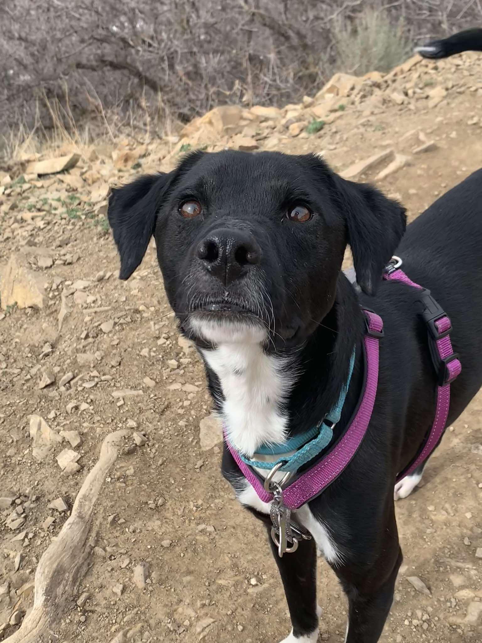 Enlarge Parley, a Adopted Labrador Retriever in Salt Lake City, UT image 2/3