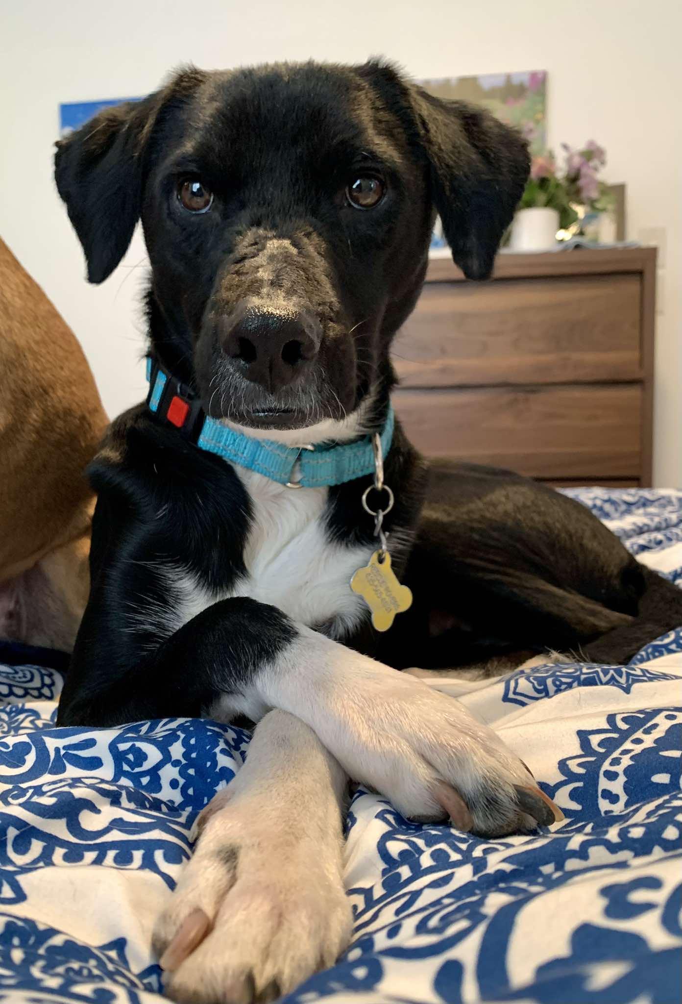 Enlarge Parley, a Adopted Labrador Retriever in Salt Lake City, UT image 3/3