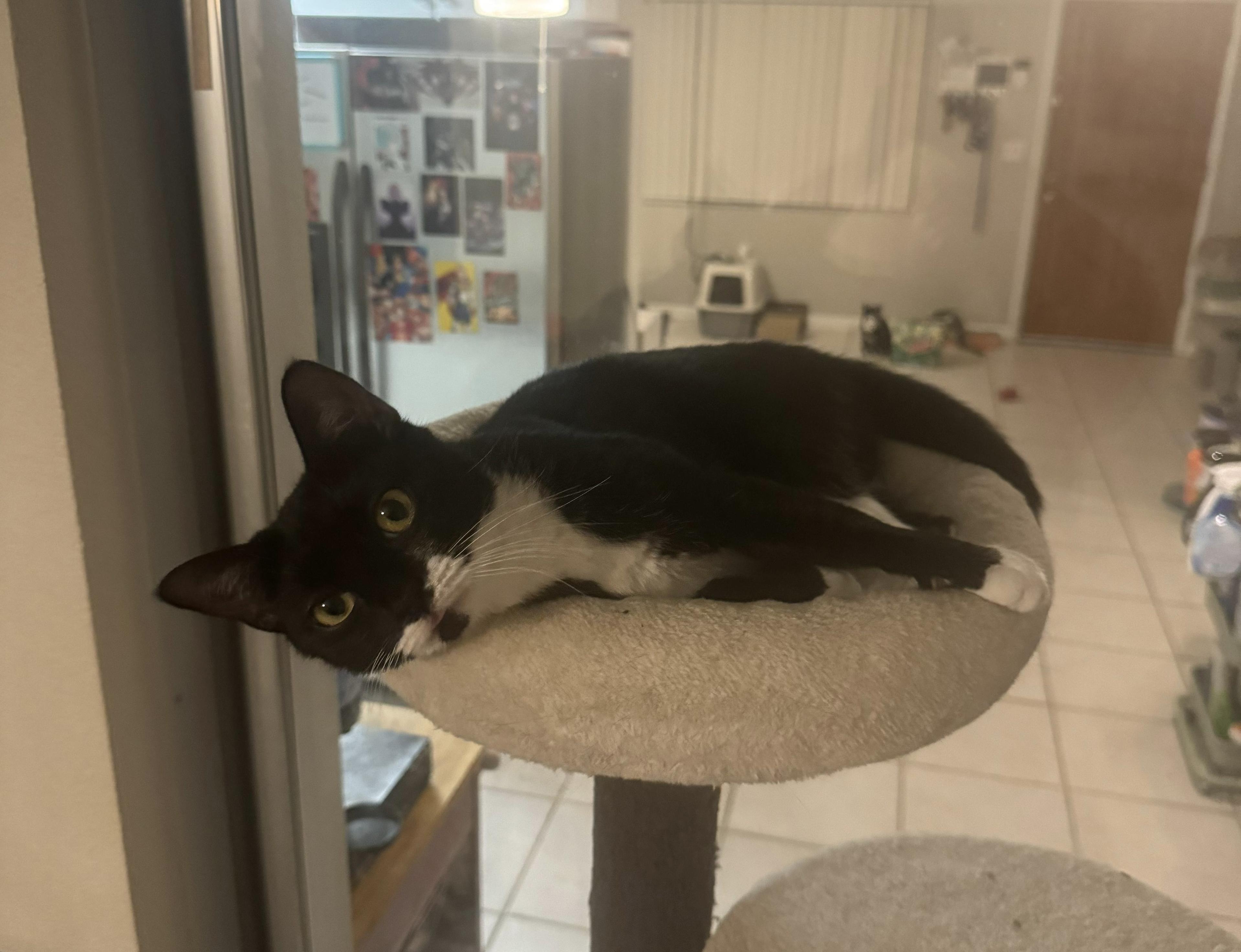 Soul Patch — thumbnail 4