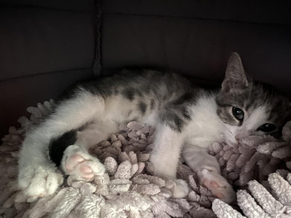 Mantis, Adoptable, Kitten Female Domestic Short Hair.