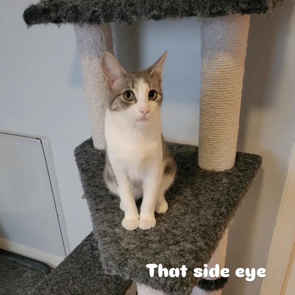 Enlarge Mantis, a Adoptable Domestic Short Hair in Brandon, FL image 1/2