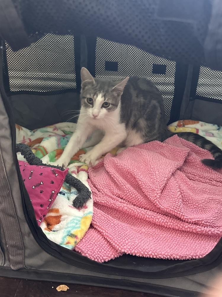 Enlarge Mantis, a Adoptable Domestic Short Hair in Brandon, FL image 3/6