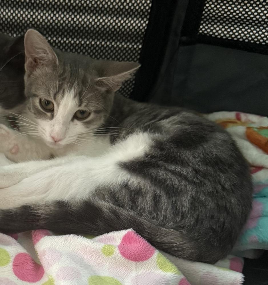 Enlarge Mantis, a Adoptable Domestic Short Hair in Brandon, FL image 4/6