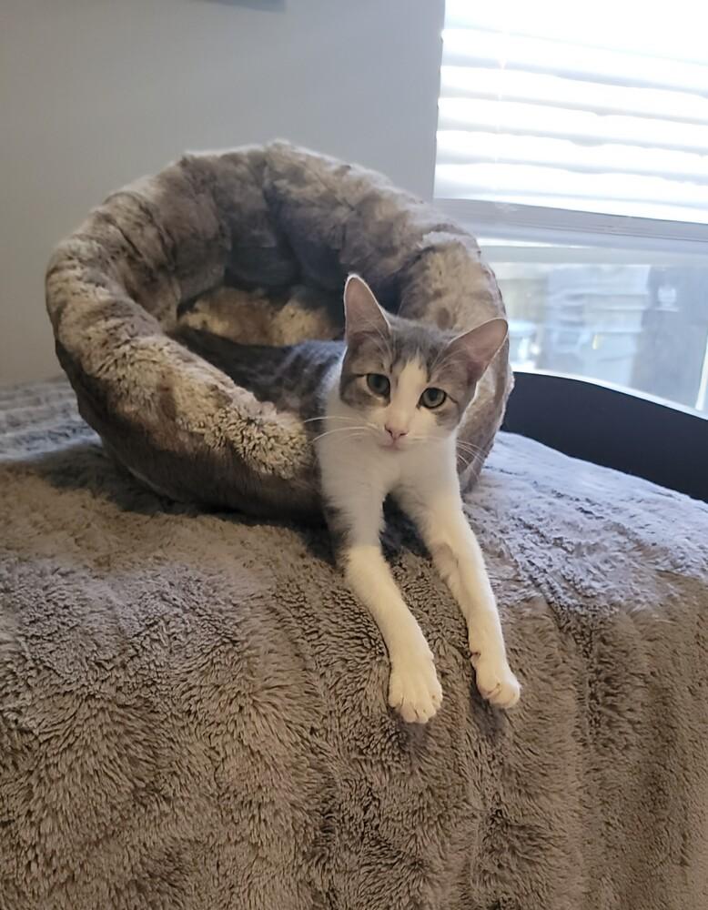 Enlarge Mantis, a Adoptable Domestic Short Hair in Brandon, FL image 2/2