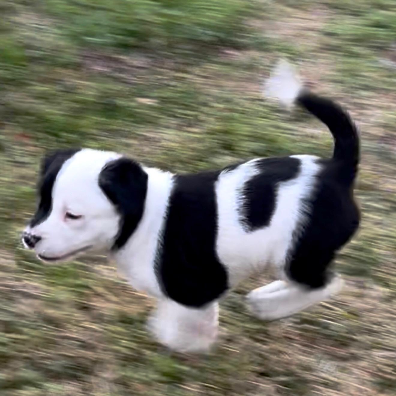 Enlarge Yoda, an adopted mixed breed in Puyallup, WA image 4/6