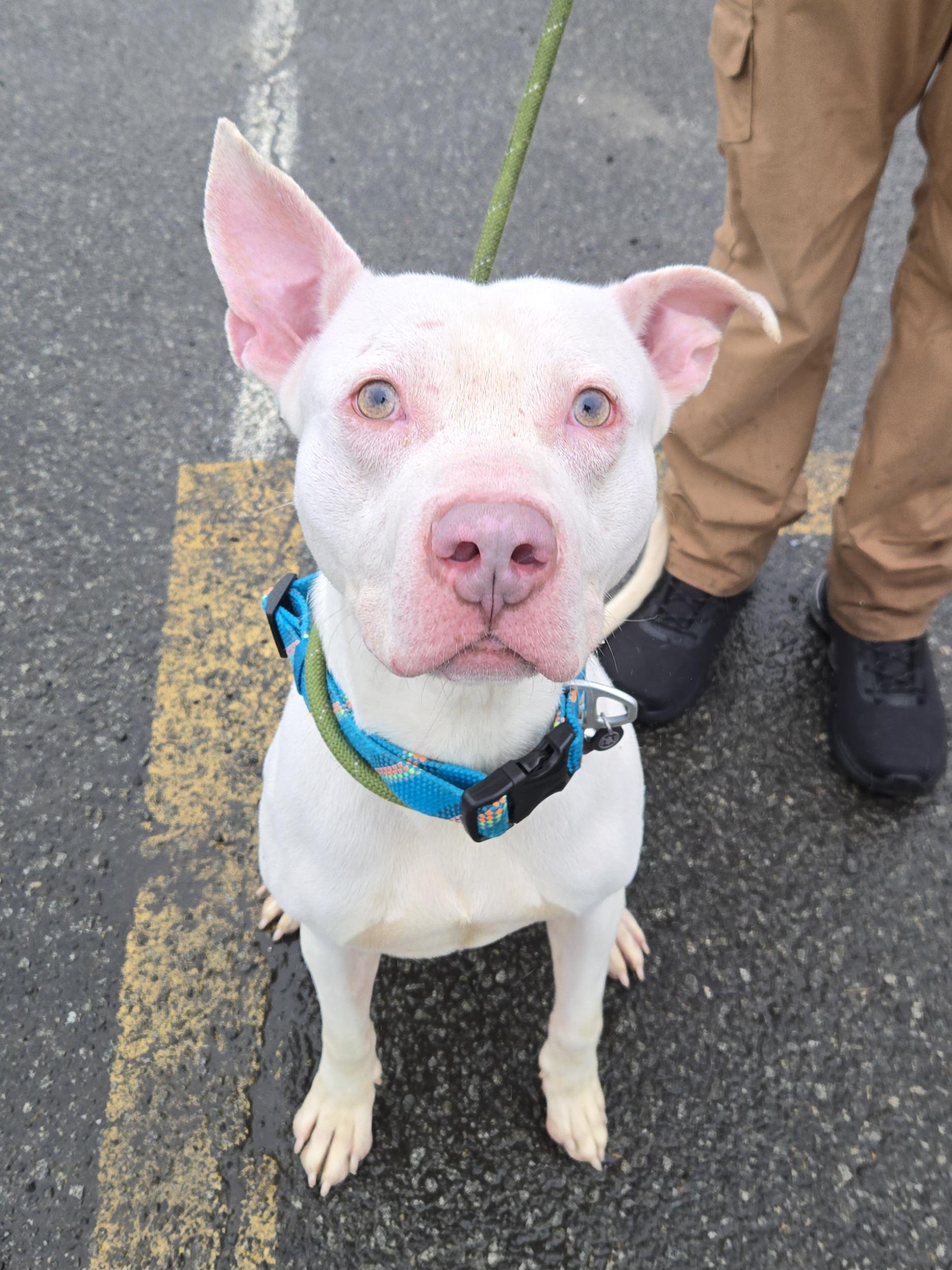 Enlarge Wilmington, a ADOPTABLE Pit Bull Terrier in Trenton, NJ image 2/2