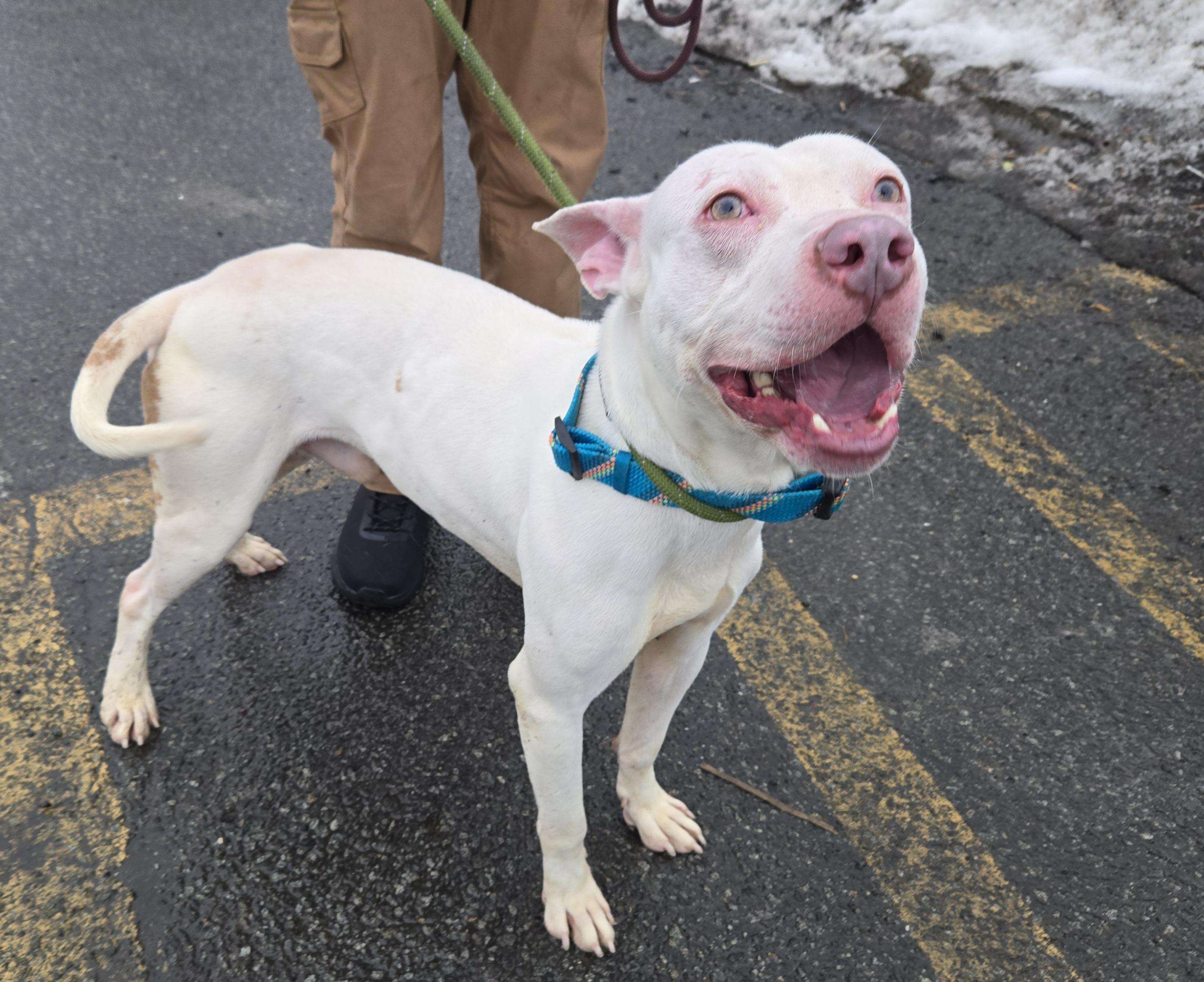 Wilmington, ADOPTABLE, Young Male Pit Bull Terrier.