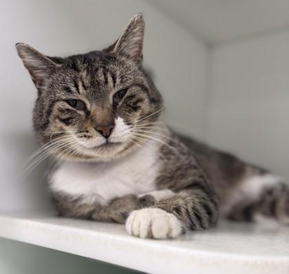 Quitsies — thumbnail 2