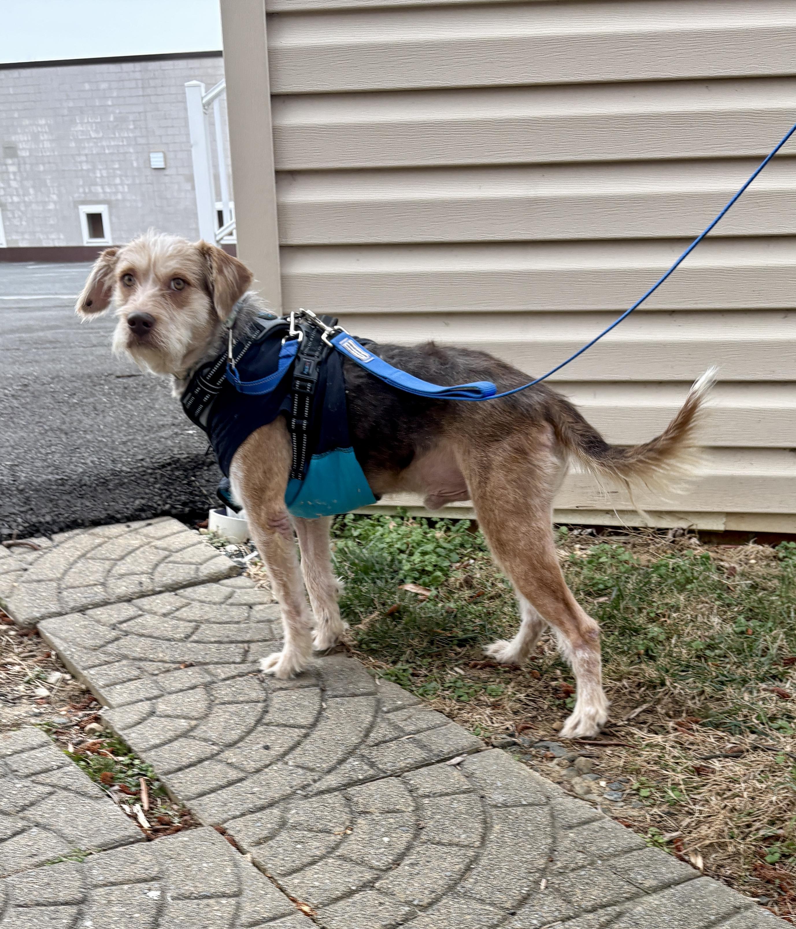 Enlarge William, a ADOPTABLE mixed breed in Silver Spring, MD image 5/6