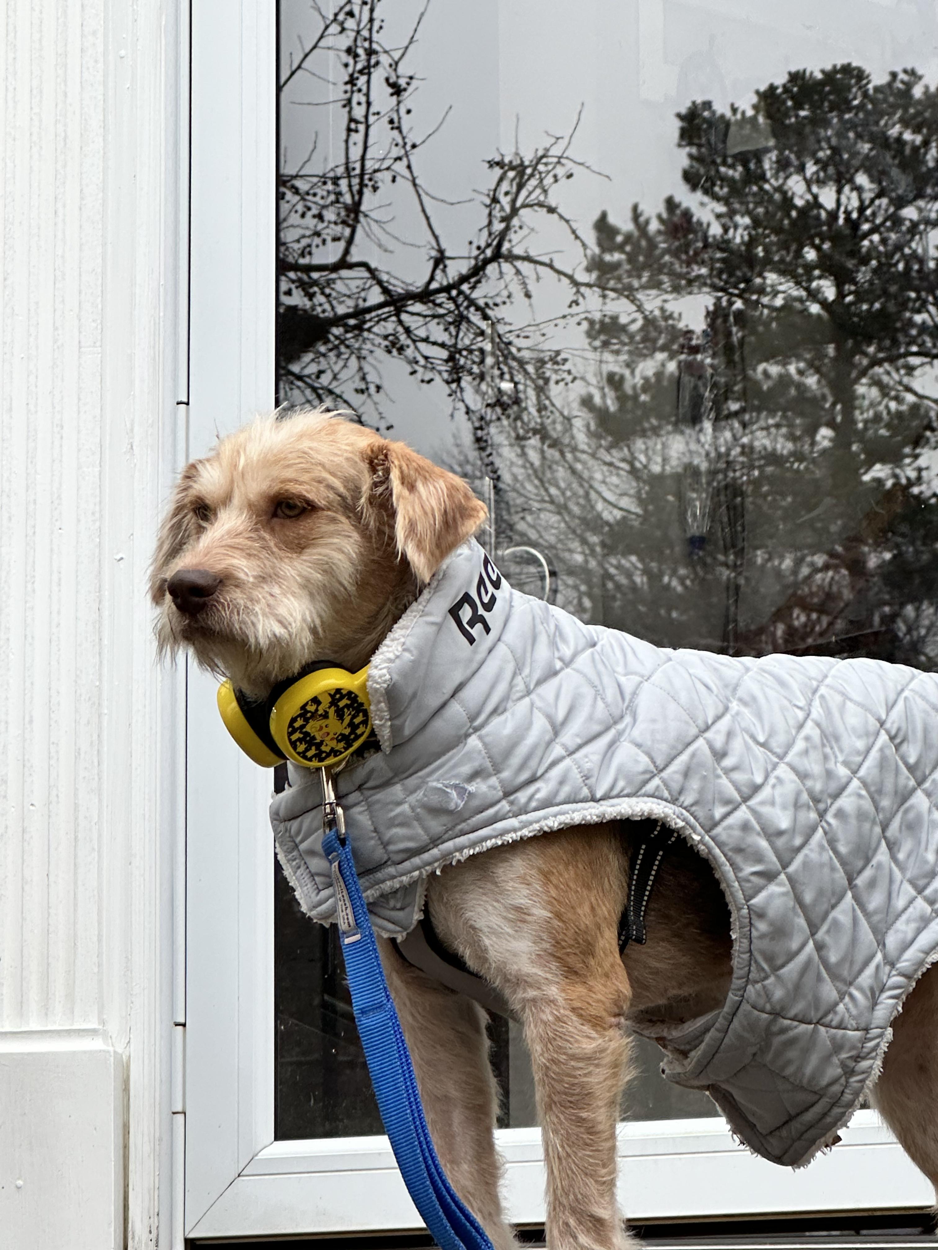 William, ADOPTABLE, Young Male Terrier.