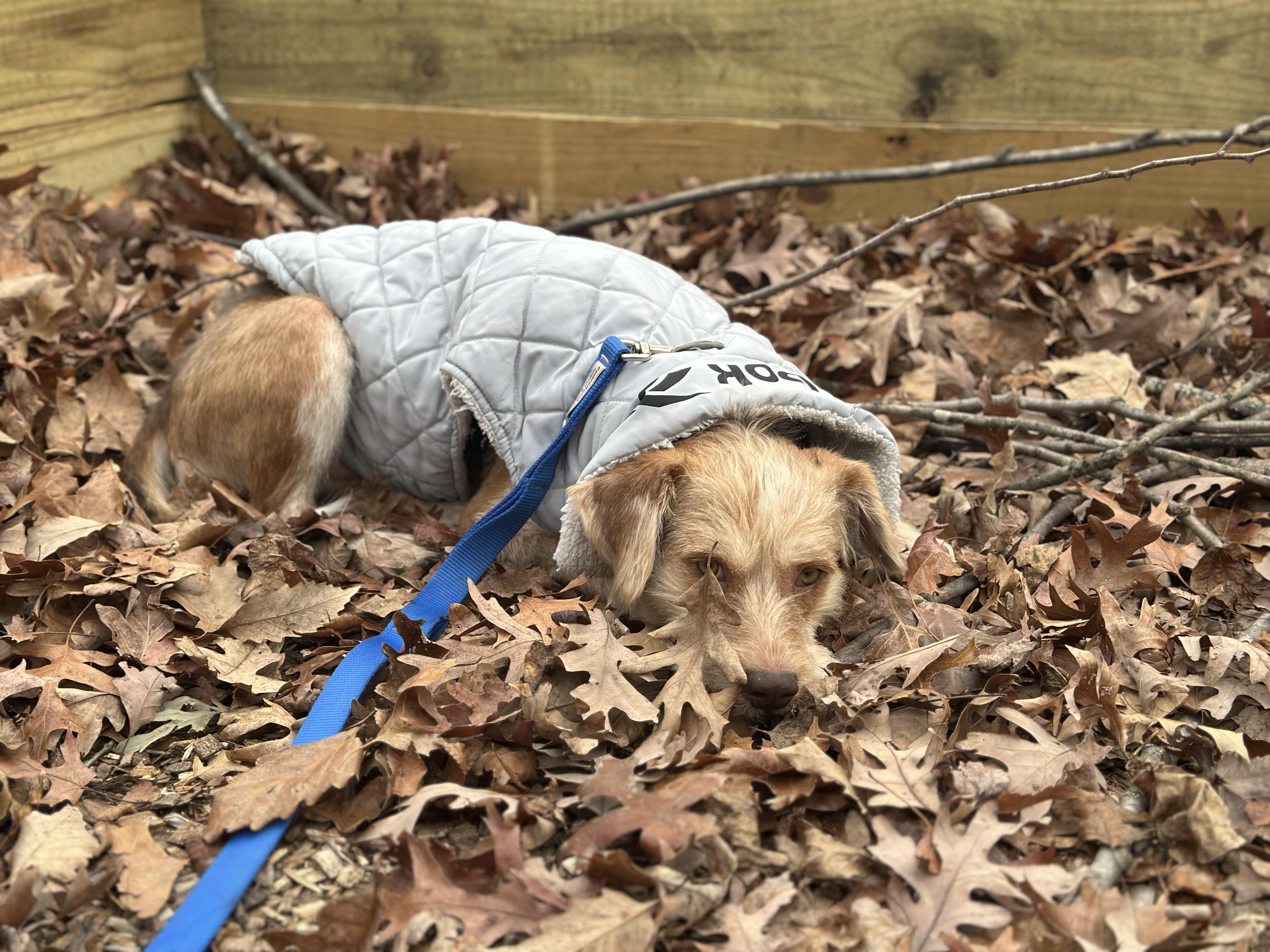Enlarge William, a ADOPTABLE mixed breed in Silver Spring, MD image 4/6