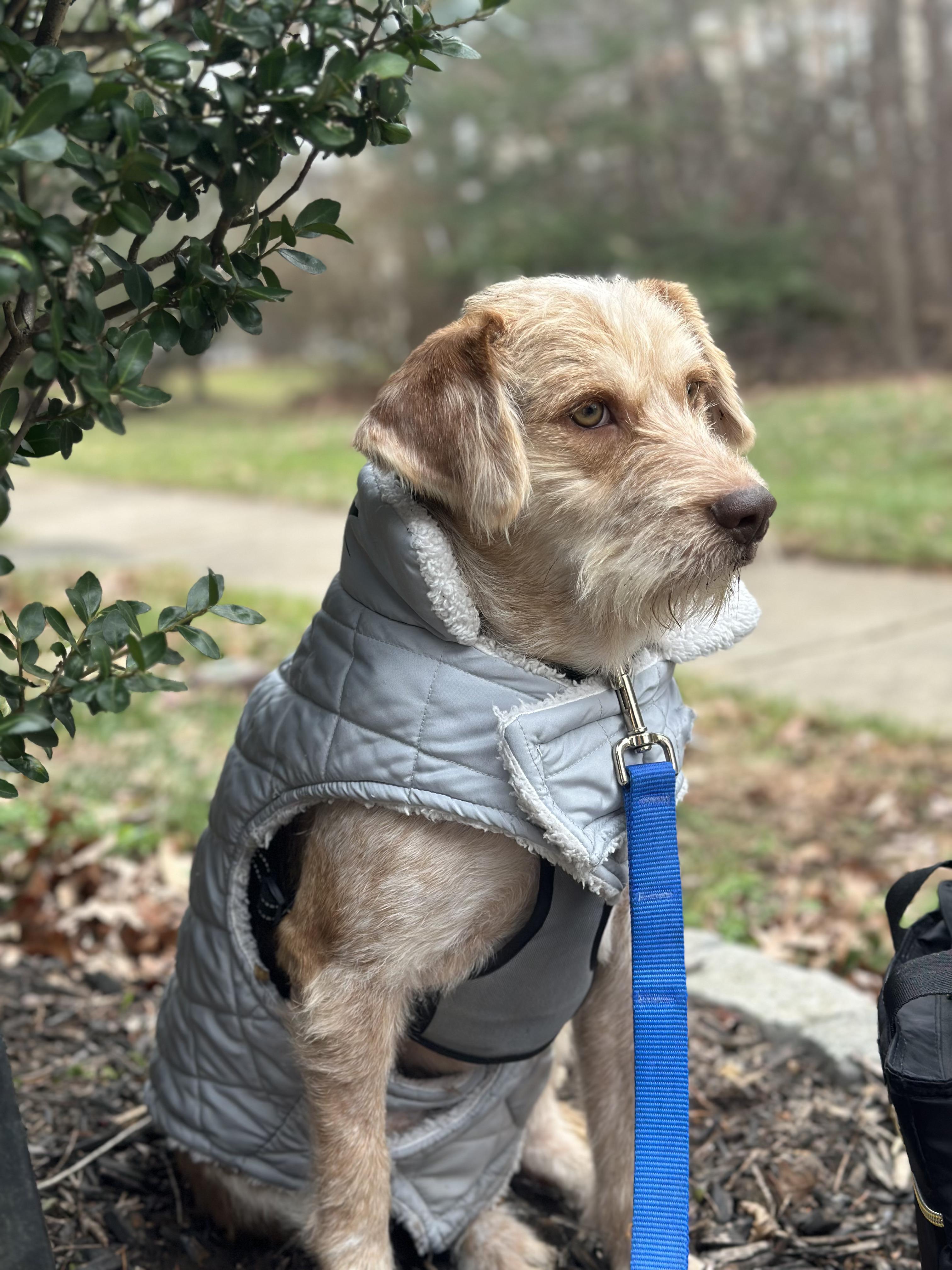 Enlarge William, a ADOPTABLE mixed breed in Silver Spring, MD image 2/6