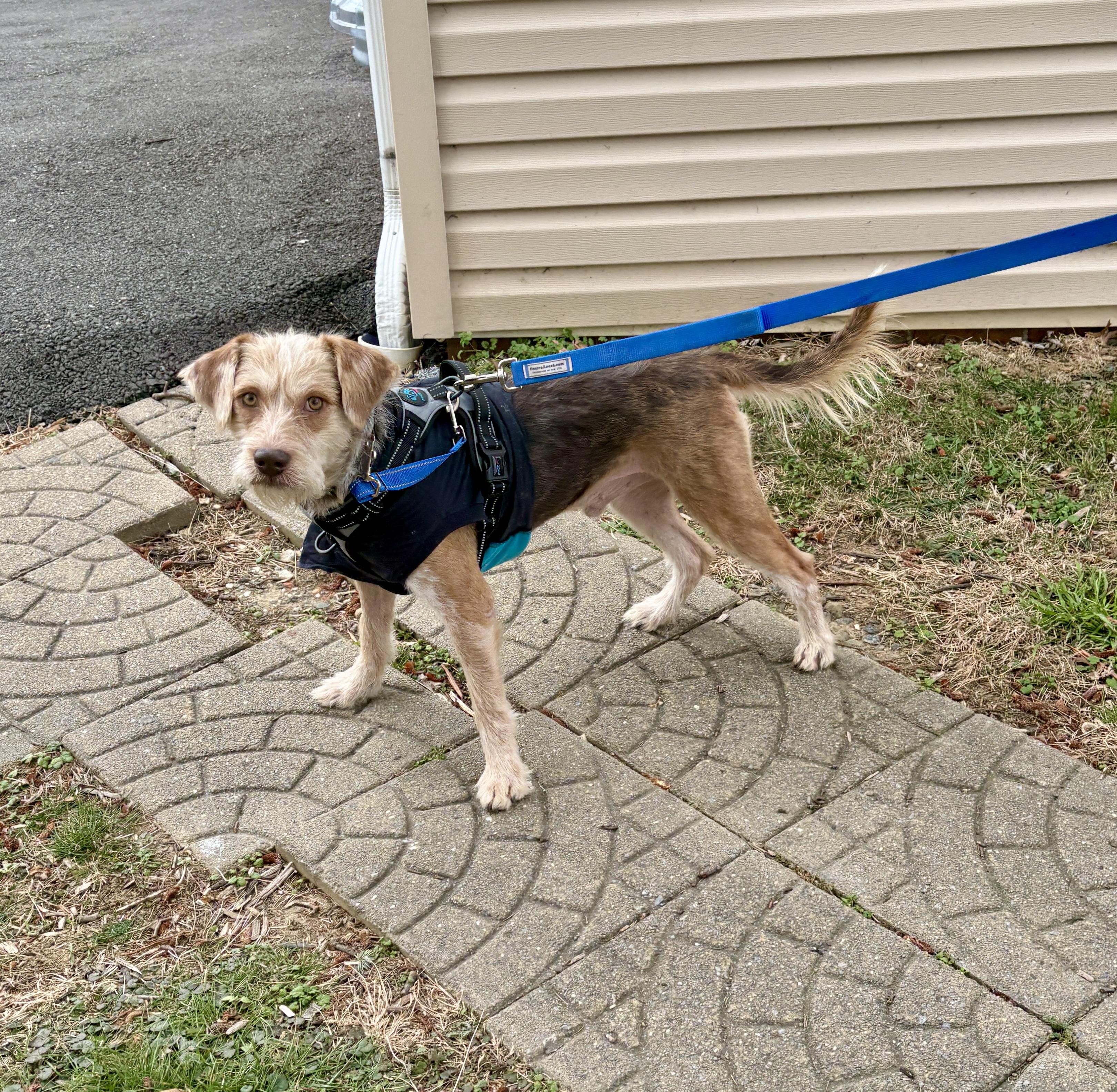Enlarge William, a ADOPTABLE mixed breed in Silver Spring, MD image 6/6
