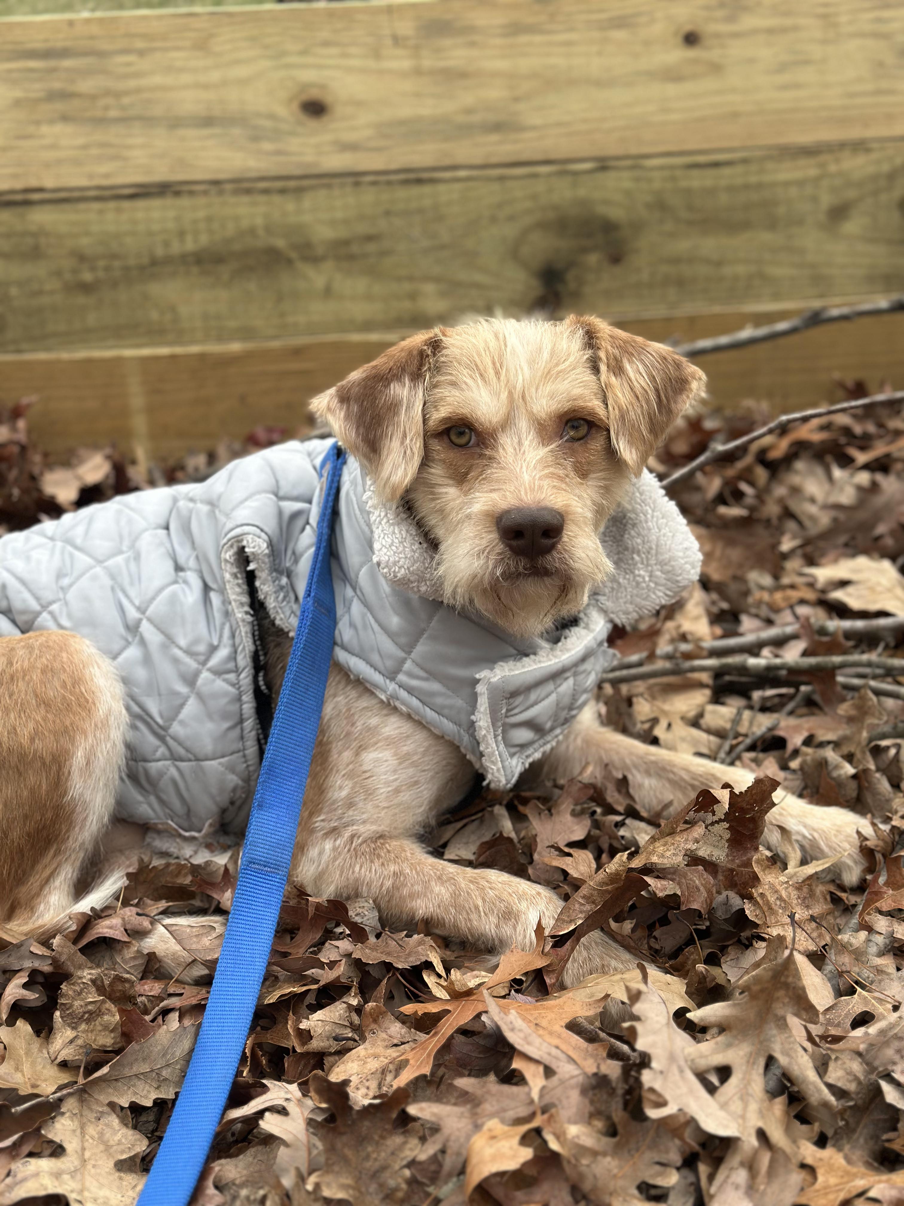 Enlarge William, a ADOPTABLE mixed breed in Silver Spring, MD image 3/6