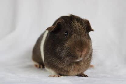 Lobster, Adopted, Adult Male Short-Haired.