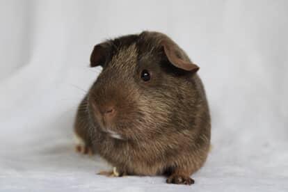 Enlarge Lobster, a Adopted Short-Haired in Chickasha, OK image 4/5