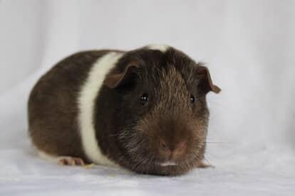 Enlarge Lobster, a Adopted Short-Haired in Chickasha, OK image 5/5