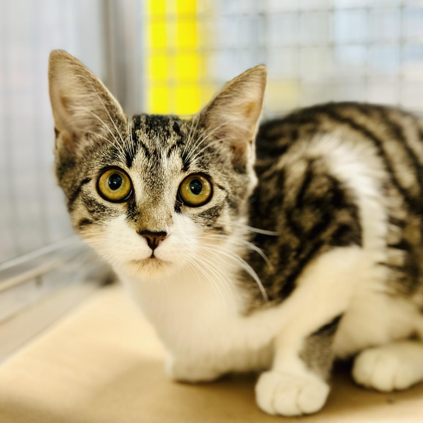 Brooke , ADOPTABLE, Kitten Female Domestic Short Hair.