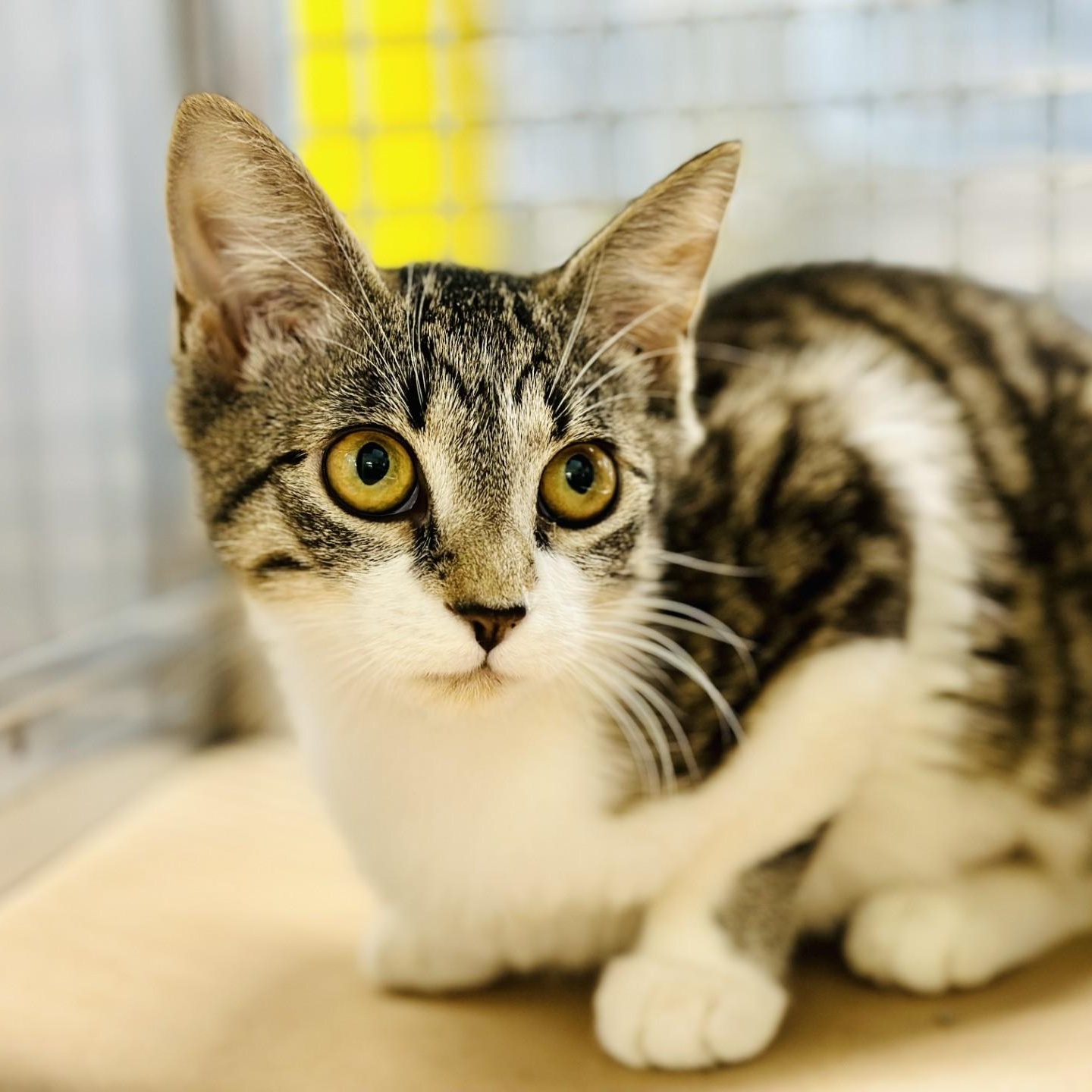 Enlarge Brooke , a ADOPTABLE Domestic Short Hair in Jackson, NJ image 2/2