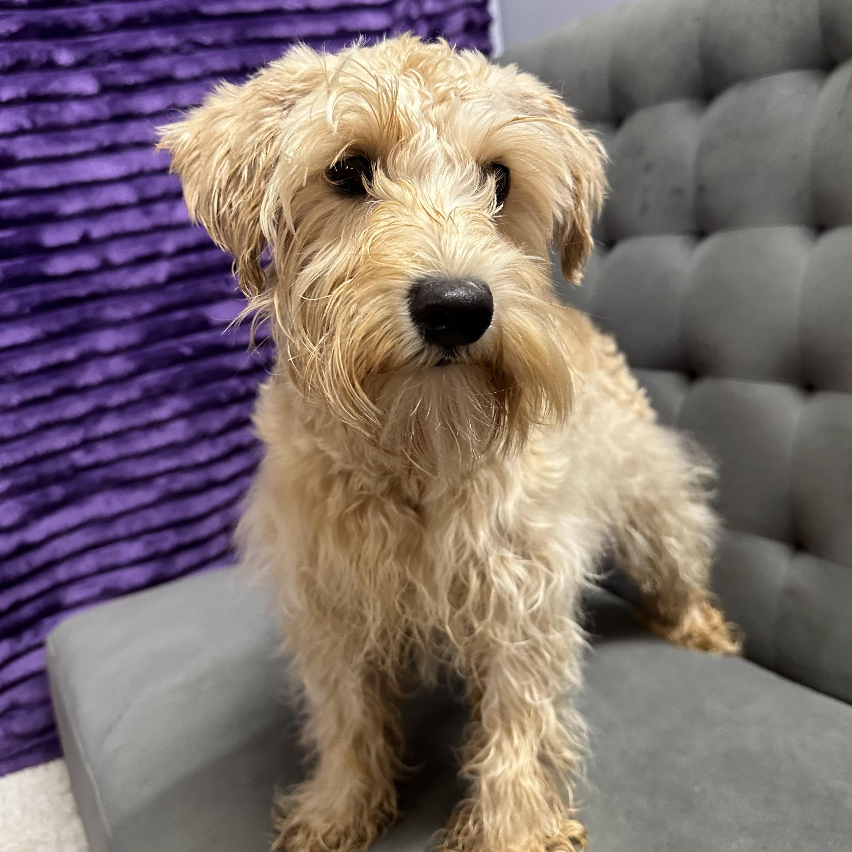 Bluebell-Foster Home Needed