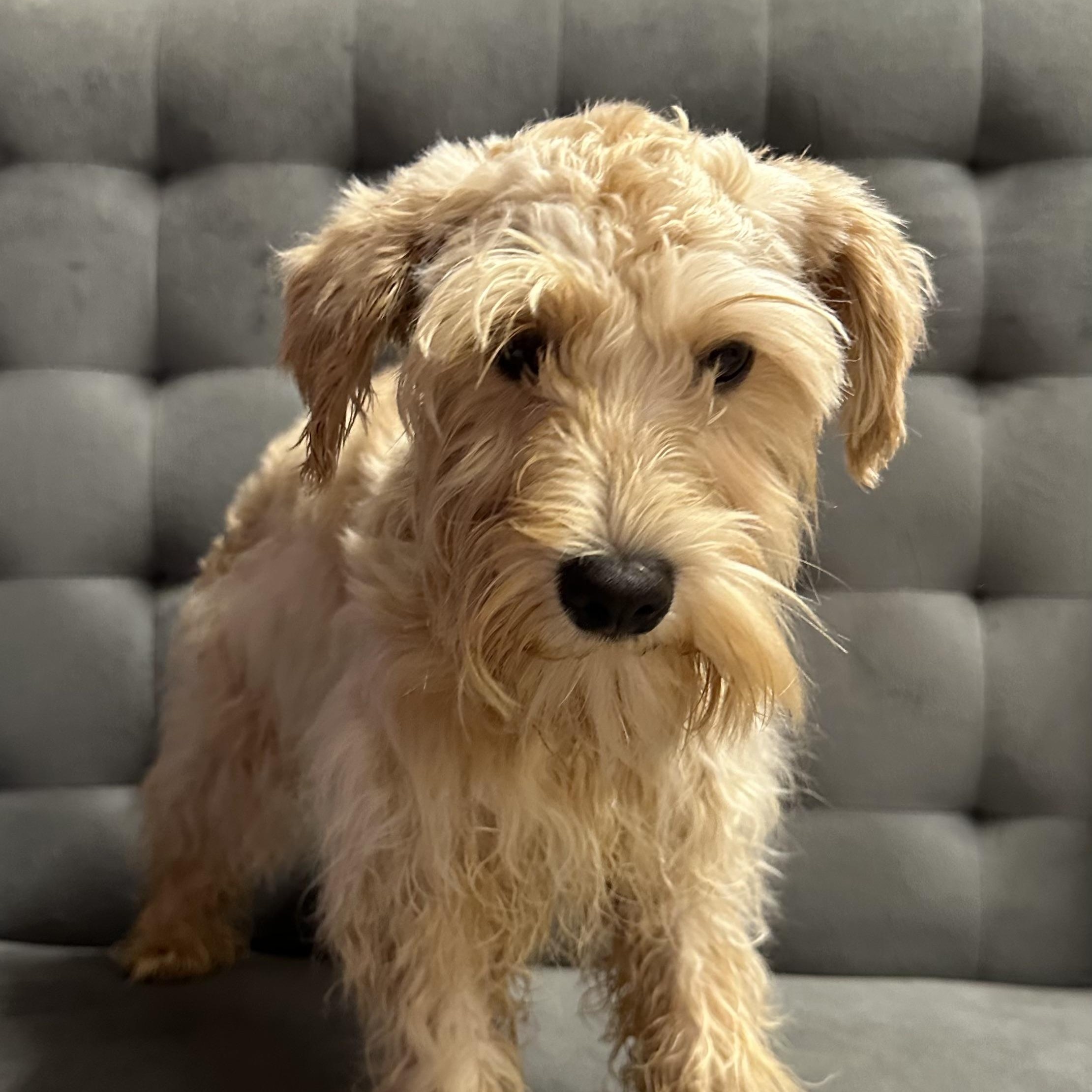 Bluebell-Foster Home Needed