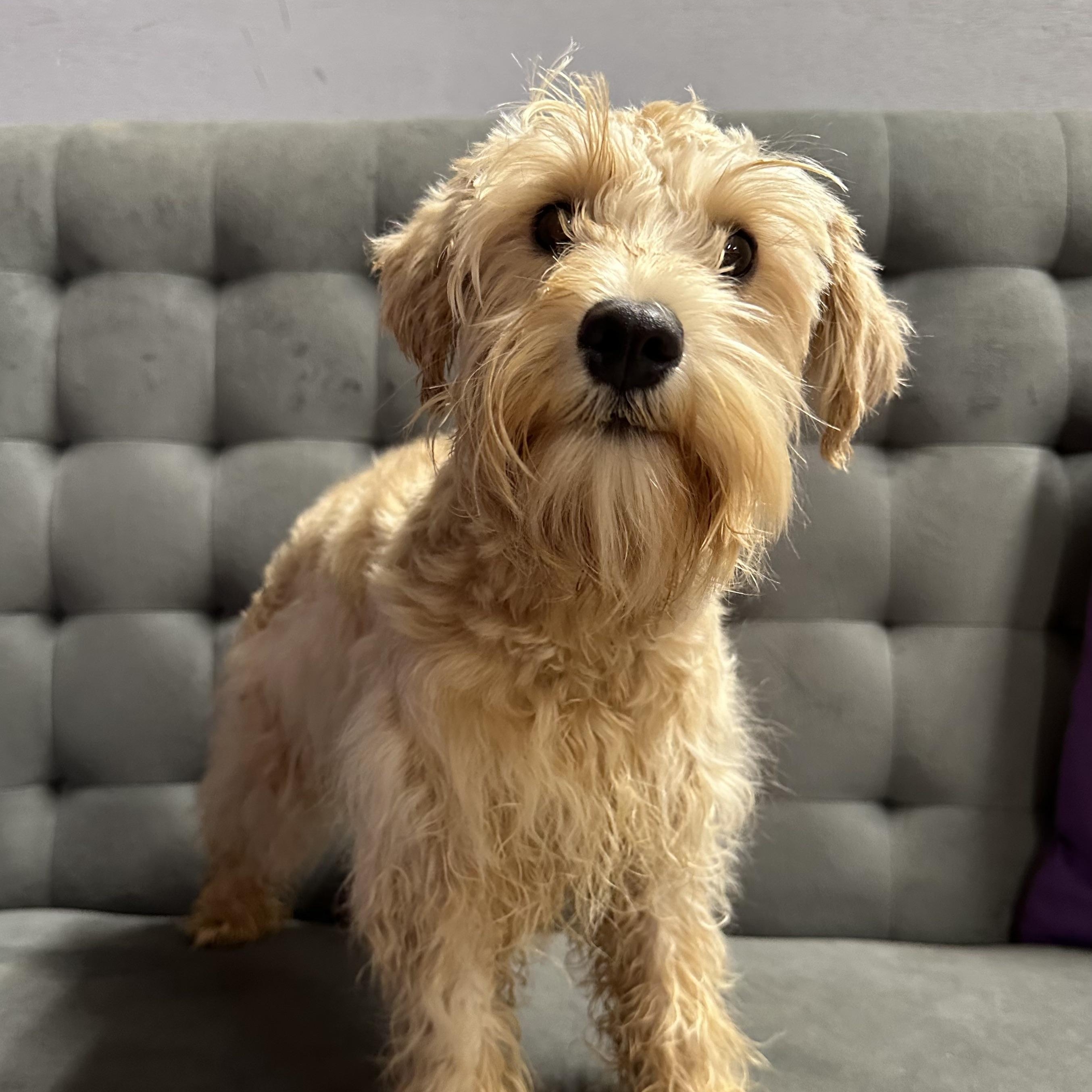 Bluebell-Foster Home Needed