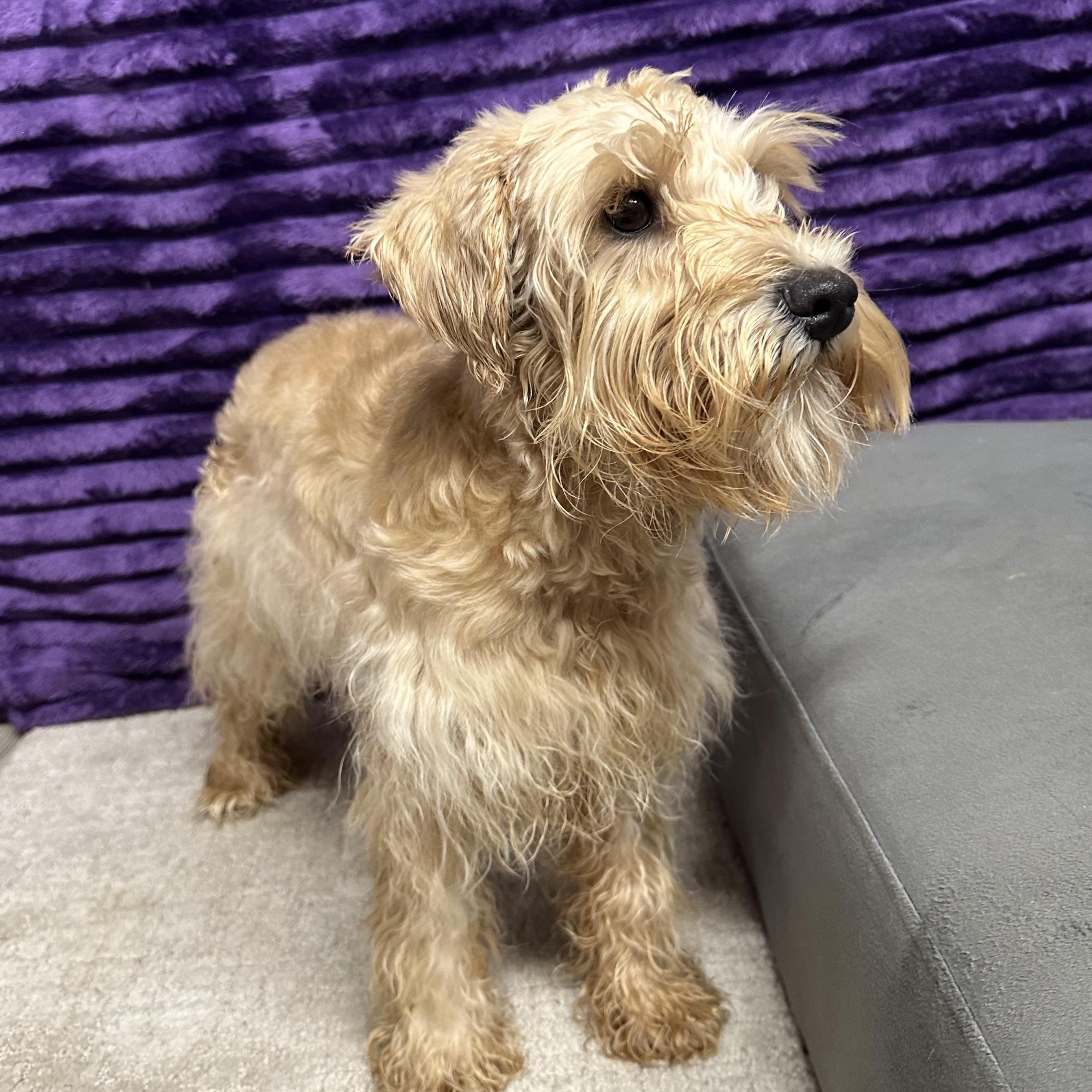 Bluebell-Foster Home Needed