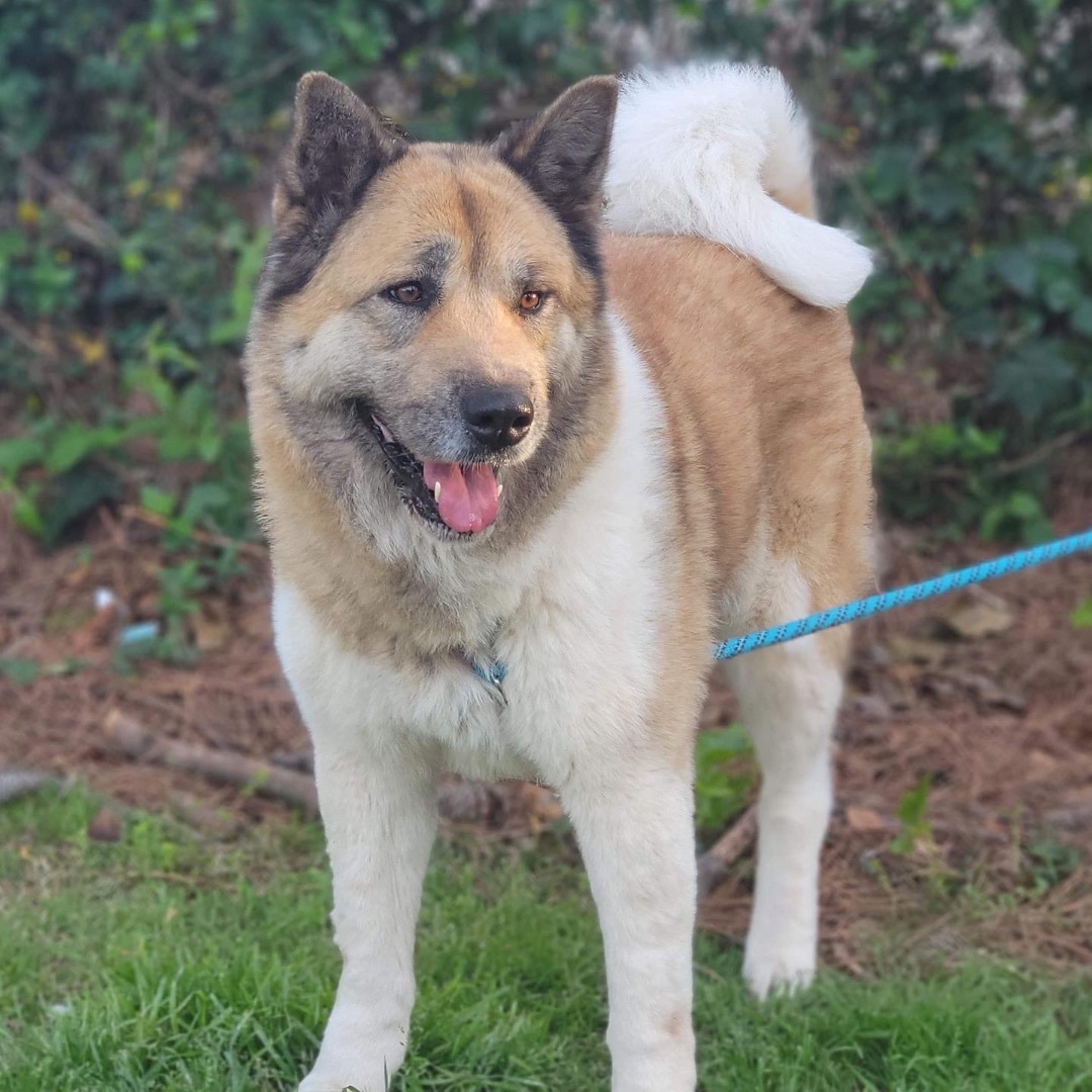 Lulu, Adoptable, Adult Female Akita.