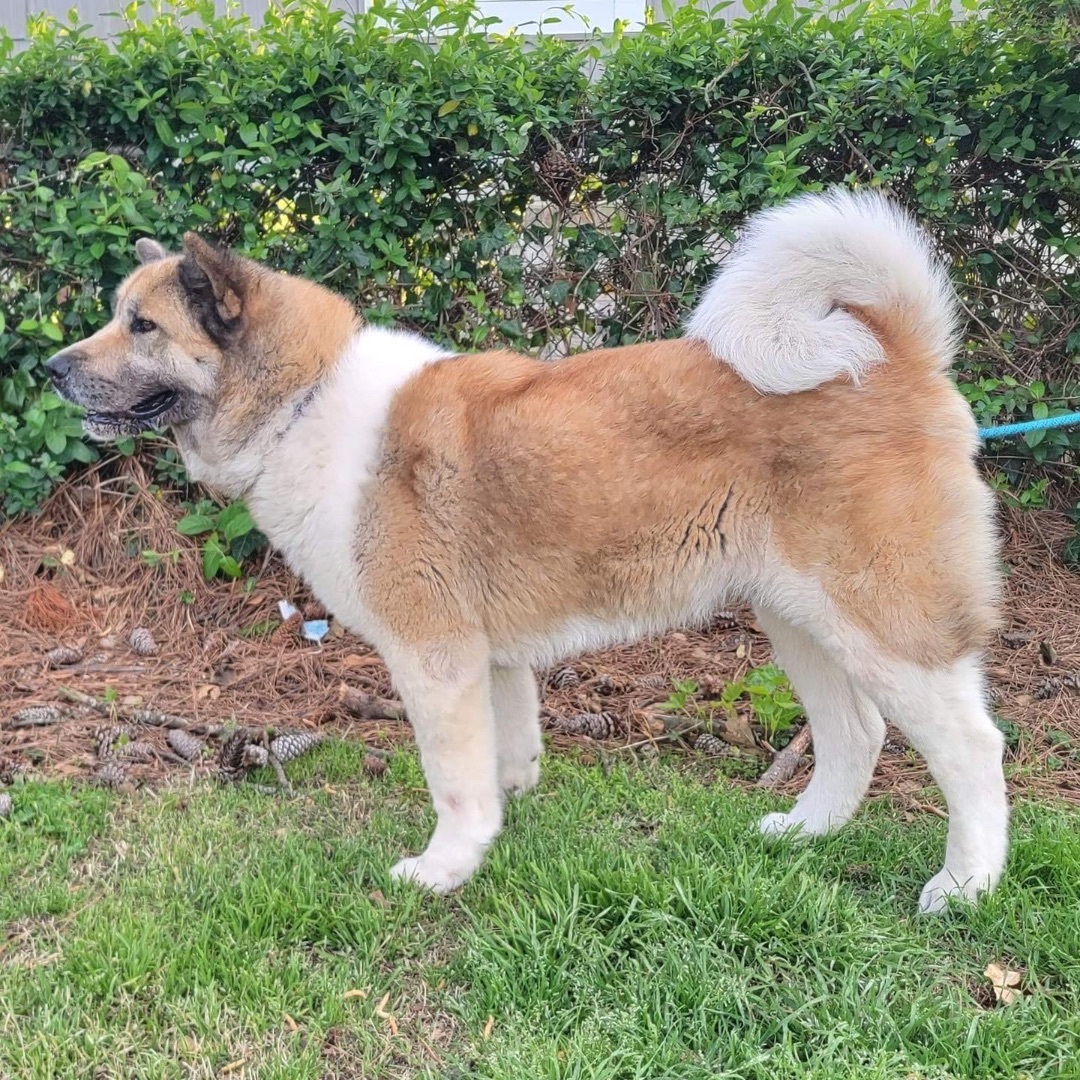 Lulu, a Adoptable Akita in Chesapeake, VA image 2/6