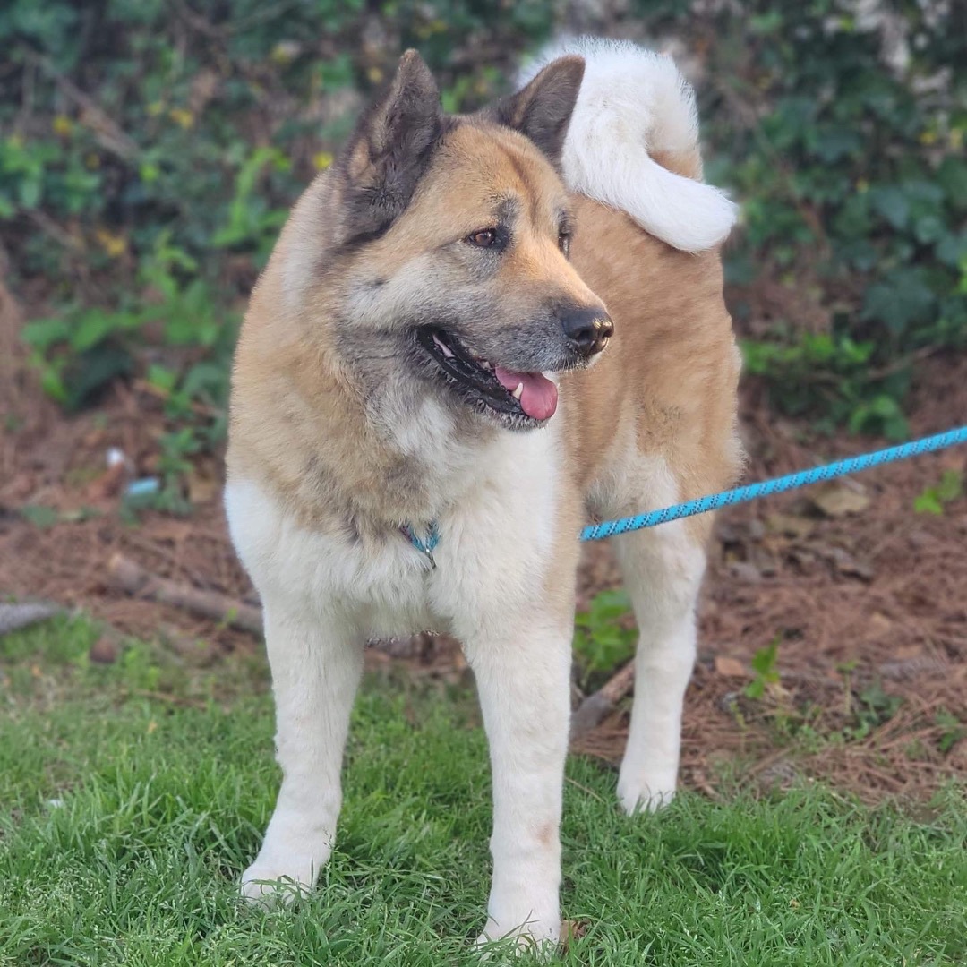 Lulu, a Adoptable Akita in Chesapeake, VA image 3/6