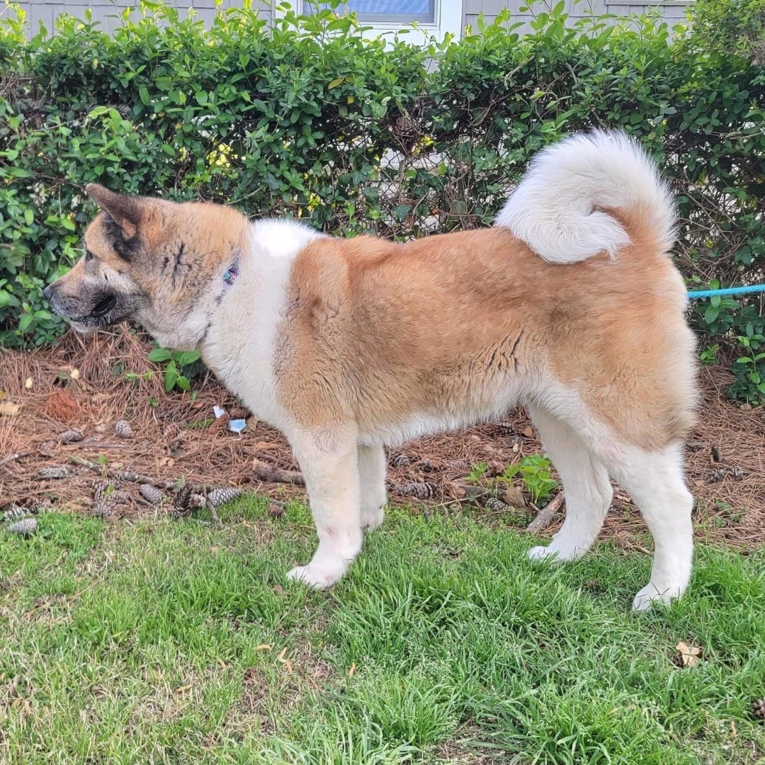 Lulu, a Adoptable Akita in Chesapeake, VA image 4/6