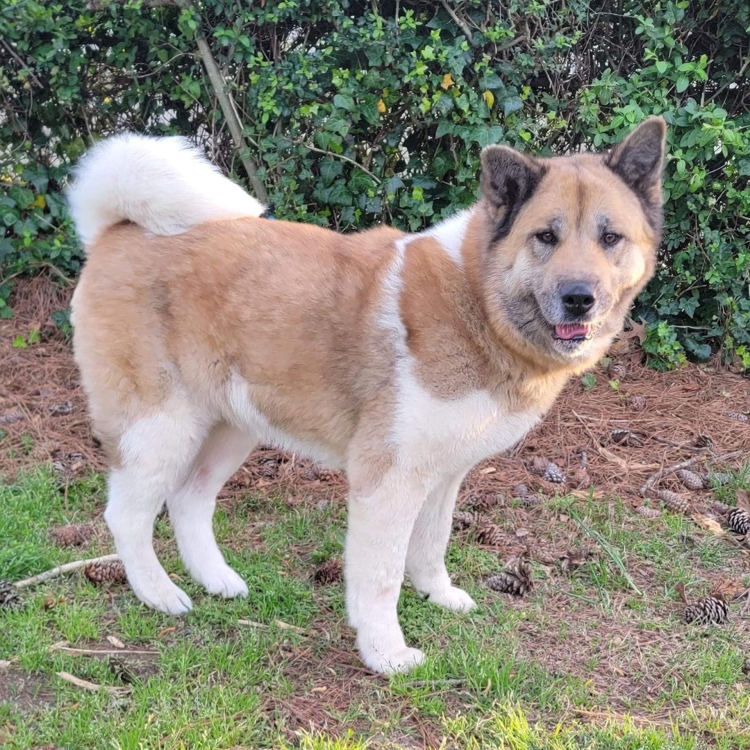 Lulu, a Adoptable Akita in Chesapeake, VA image 5/6
