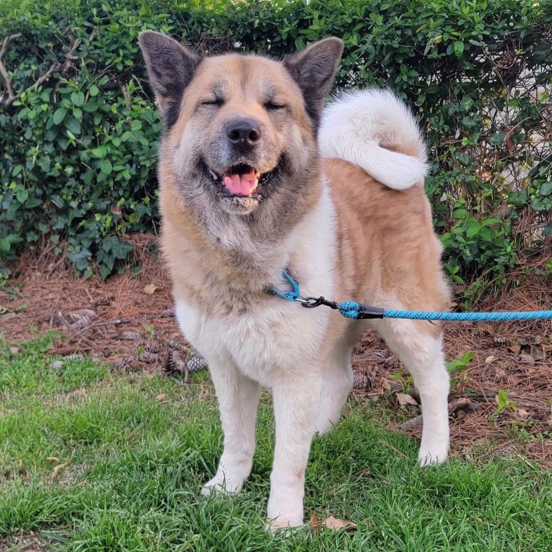 Lulu, a Adoptable Akita in Chesapeake, VA image 6/6