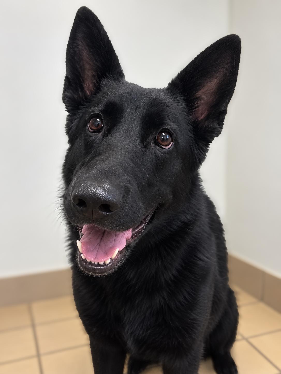 Enlarge Indy, a Adopted German Shepherd Dog in Norwich, NY image 1/1