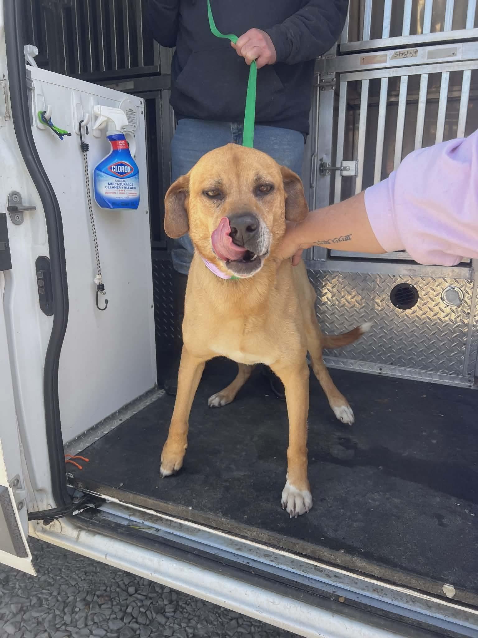 Enlarge Bailey, a ADOPTABLE mixed breed in Springhill, LA image 2/2