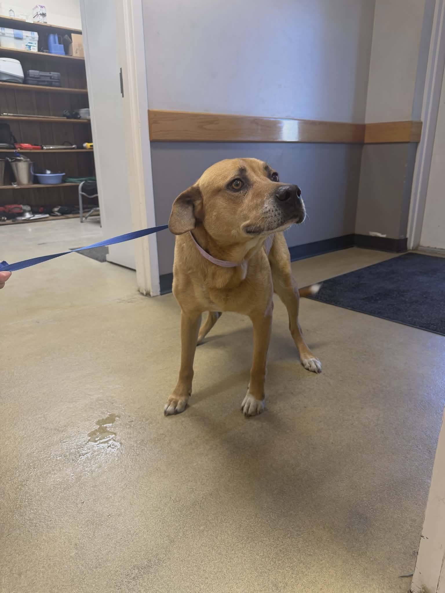 Enlarge Bailey, a ADOPTABLE mixed breed in Springhill, LA image 1/2