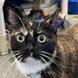 Mama Bubbles , adopted, Adult Female Domestic Short Hair.