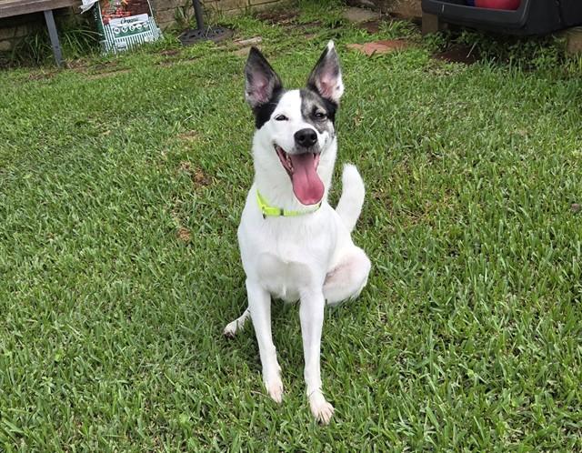 ZOEY, Adoptable, Young Female Australian Kelpie & Mixed Breed.