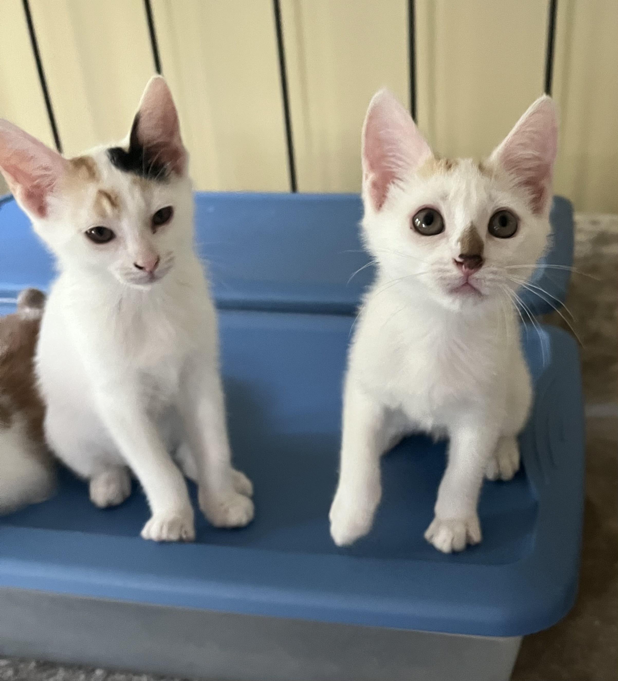 Amber & Simone, a Adopted Domestic Short Hair in LAKE HOPATCONG, NJ image 2/5